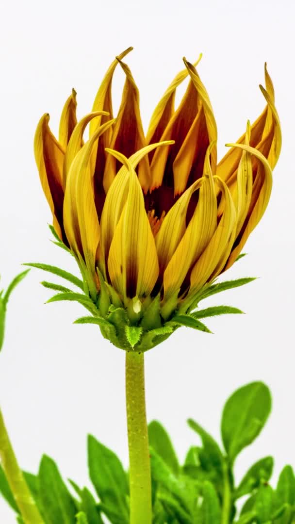 Macro Time Lapse Filmato Fiore Giallo Gazania Sfondo Bianco — Video Stock