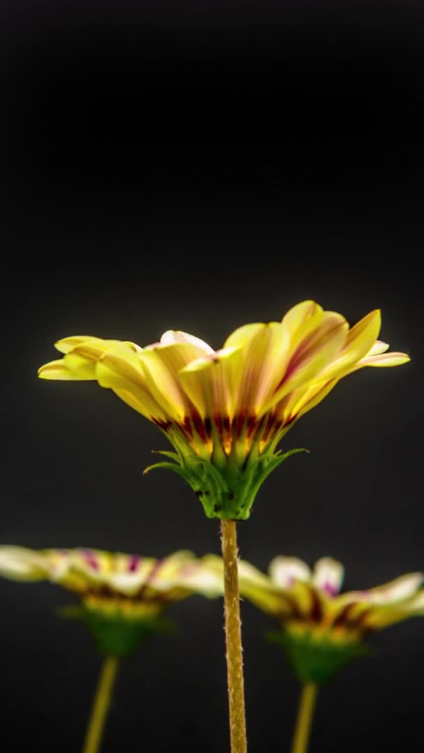 Makro Time Lapse Bilder Gula Gazania Blommor Svart Bakgrund — Stockvideo