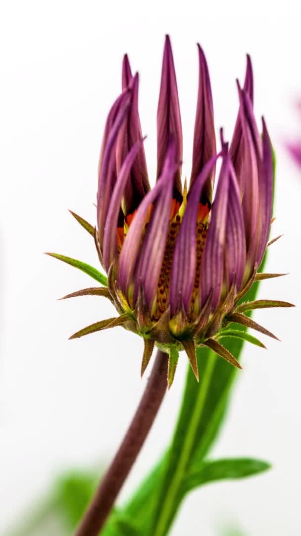 Macro Time Lapse Кадри Пурпурової Квітки Газанії Білому Тлі — стокове відео