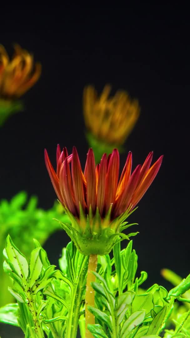 Macro Time Lapse Imagens Uma Flor Vermelha Gazânia Fundo Preto — Vídeo de Stock