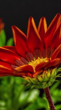 Siyah arkaplanda kırmızı bir Gazania çiçeğinin makro hızlandırılmış görüntüleri