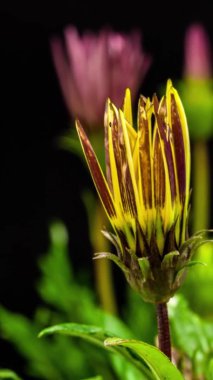 Siyah arka planda sarı bir Gazania çiçeğinin makro hızlandırılmış görüntüleri