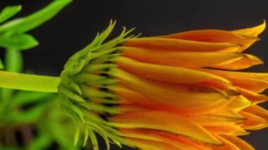 Siyah arka planda turuncu bir Gazania çiçeğinin makro hızlandırılmış görüntüleri