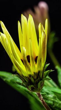 Siyah arka planda sarı bir Gazania çiçeğinin makro hızlandırılmış görüntüleri