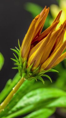 Siyah arka planda sarı bir Gazania çiçeğinin makro hızlandırılmış görüntüleri