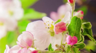 Yumuşak elma çiçeklerinin makro hızlandırılmış görüntüleri çiçek açıyor