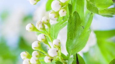 Yumuşak beyaz Hawthorn çiçeklerinin makro hızlandırılmış görüntüleri  