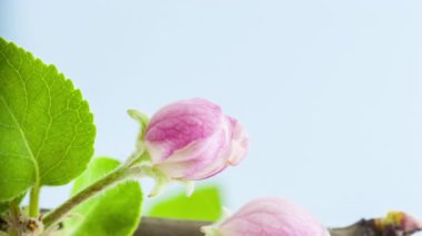 Yumuşak elma çiçeklerinin makro hızlandırılmış görüntüleri çiçek açıyor