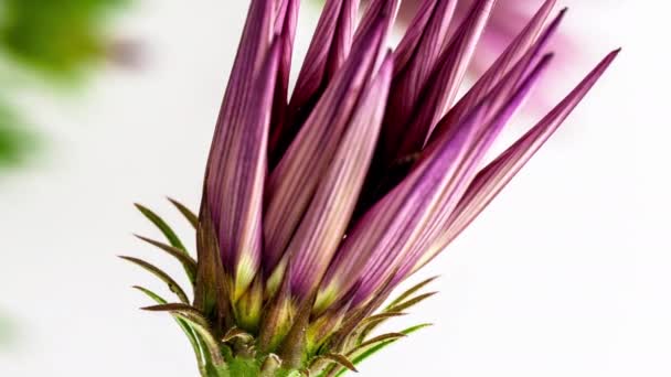 Makro Tidsforfall Bilder Lilla Gazania Blomst Hvit Bakgrunn – stockvideo