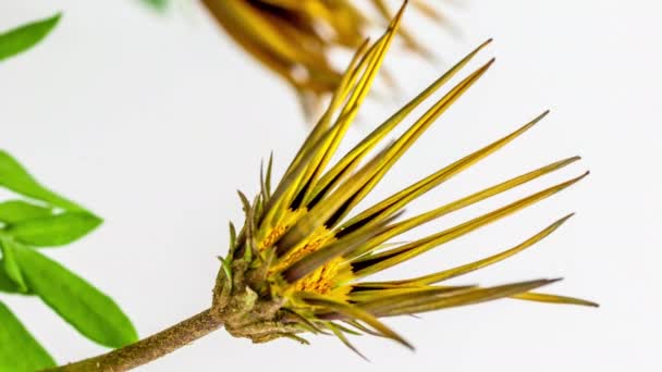 Makro Time Lapse Záběry Žluté Gazania Květiny Bílém Pozadí — Stock video