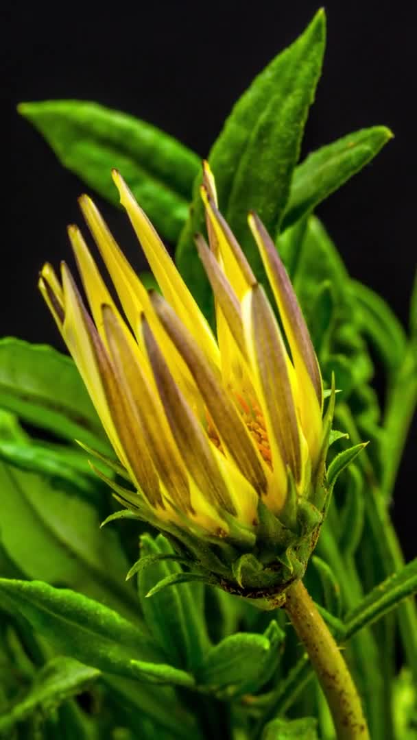 黒い背景に黄色いガザニアの花のマクロタイムラプス映像 — ストック動画