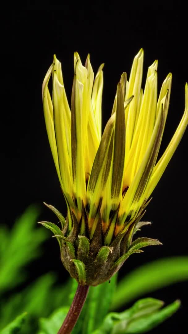 Macro Time Lapse Imagens Uma Flor Amarela Gazânia Fundo Preto — Vídeo de Stock