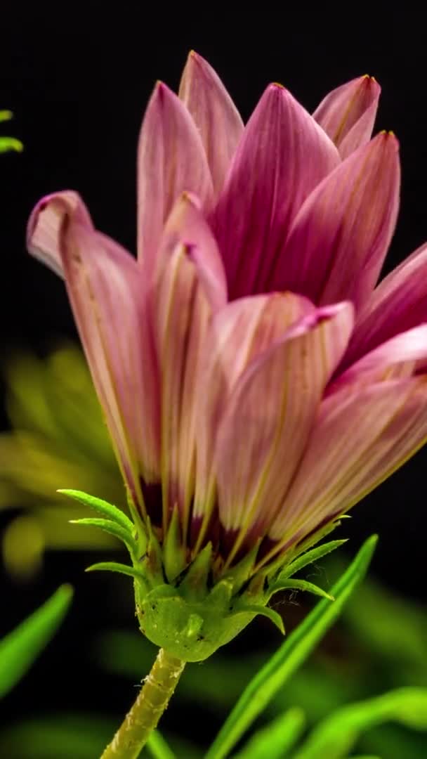 黒い背景にピンク色のガザニアの花のマクロタイムラプス映像 — ストック動画