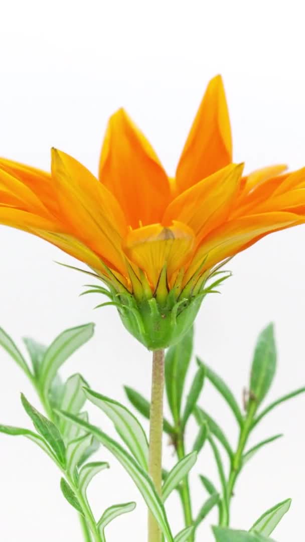 Macro Time Lapse Footage Orange Gerber Flower Light Background — Stock Video