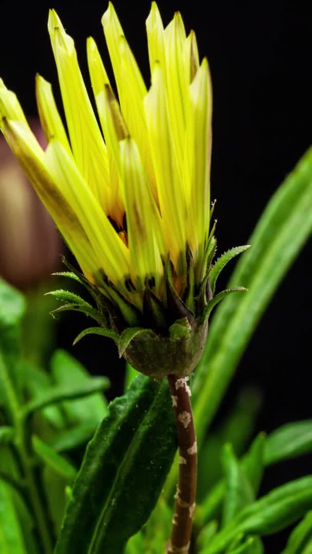 Siyah Arka Planda Sarı Bir Gazania Çiçeğinin Makro Hızlandırılmış Görüntüleri — Stok video