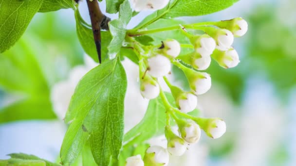 Makro Zeitraffer Aufnahmen Weicher Weißer Weißdornblüten — Stockvideo