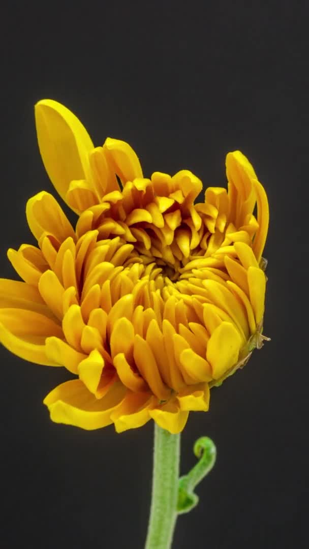 Macro Time Lapse Footage Yellow Chrysanthemum Flower Black Background — Vídeo de Stock
