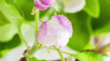 Yumuşak elma çiçeklerinin makro hızlandırılmış görüntüleri çiçek açıyor