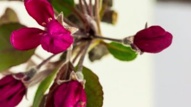 Kırmızı elma çiçeklerinin makro hızlandırılmış görüntüleri çiçek açıyor