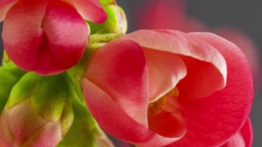 Kırmızı elma çiçeklerinin makro hızlandırılmış görüntüleri çiçek açıyor