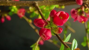Kırmızı elma çiçeklerinin makro hızlandırılmış görüntüleri çiçek açıyor