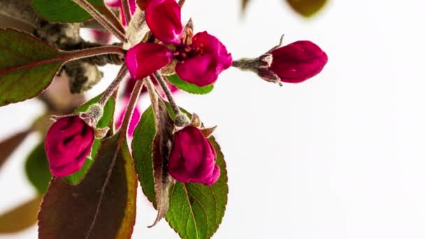 Metraje Macro Time Lapse Flores Manzana Roja Están Floreciendo — Vídeo de stock