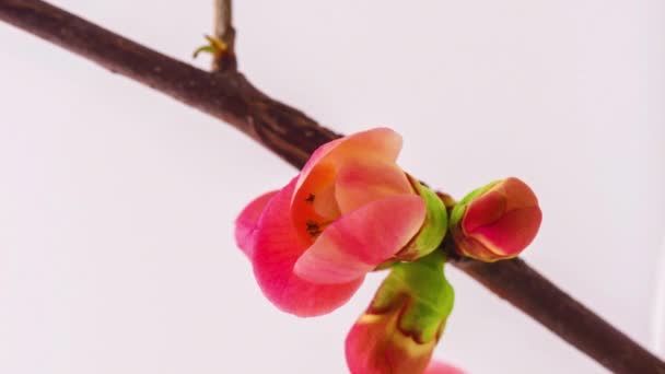 Makro Zeitraffer Aufnahmen Von Roten Apfelblüten Blühen — Stockvideo