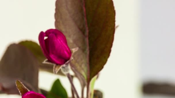 Macro Time Lapse Imagens Flores Vermelhas Maçã Estão Florescendo — Vídeo de Stock