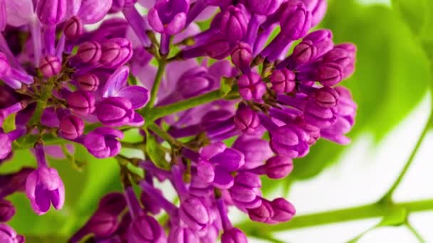 Macro Time Lapse Imagens Flores Lilás Roxas Estão Florescendo — Vídeo de Stock