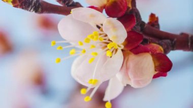 Yumuşak kayısı çiçeklerinin makro hızlandırılmış görüntüleri çiçek açıyor