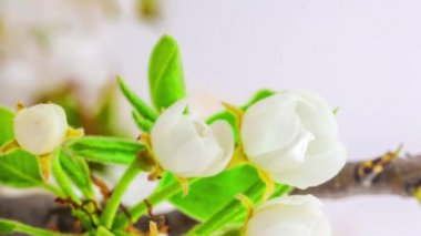 Beyaz armut çiçeklerinin makro hızlandırılmış görüntüleri çiçek açıyor