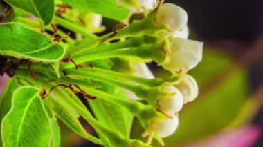 Beyaz armut çiçeklerinin makro hızlandırılmış görüntüleri çiçek açıyor