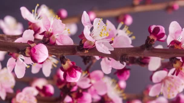 Makro Time Lapse Felvételeket Lágy Sárgabarack Virágok Virágzik — Stock videók