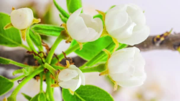 Macro Time Lapse Imagens Flores Brancas Pêra Estão Florescendo — Vídeo de Stock