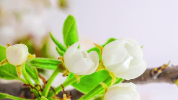 Macro Time Lapse Imagens Flores Brancas Pêra Estão Florescendo — Vídeo de Stock