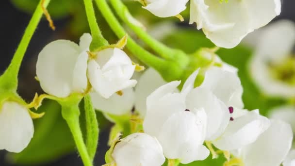 Macro Time Lapse Imagens Flores Brancas Pêra Estão Florescendo — Vídeo de Stock