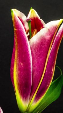 Siyah arka planda pembe bir zambak çiçeğinin makro hızlandırılmış görüntüleri