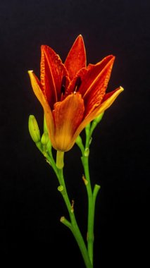 Siyah arka planda turuncu zambak çiçeklerinin makro hızlandırılmış görüntüleri