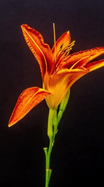 Siyah arka planda turuncu zambak çiçeklerinin makro hızlandırılmış görüntüleri