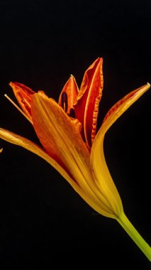 Siyah arka planda turuncu zambak çiçeklerinin makro hızlandırılmış görüntüleri