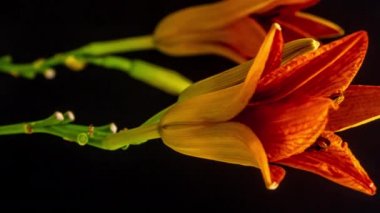 Siyah arka planda turuncu zambak çiçeklerinin makro hızlandırılmış görüntüleri