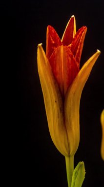 Siyah arka planda turuncu zambak çiçeklerinin makro hızlandırılmış görüntüleri