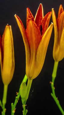 Siyah arka planda turuncu zambak çiçeklerinin makro hızlandırılmış görüntüleri