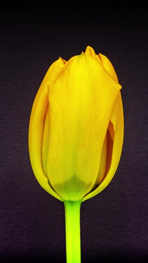 Macro Time Lapse Footage Yellow Tulip Flower Black Background — Vídeo de Stock