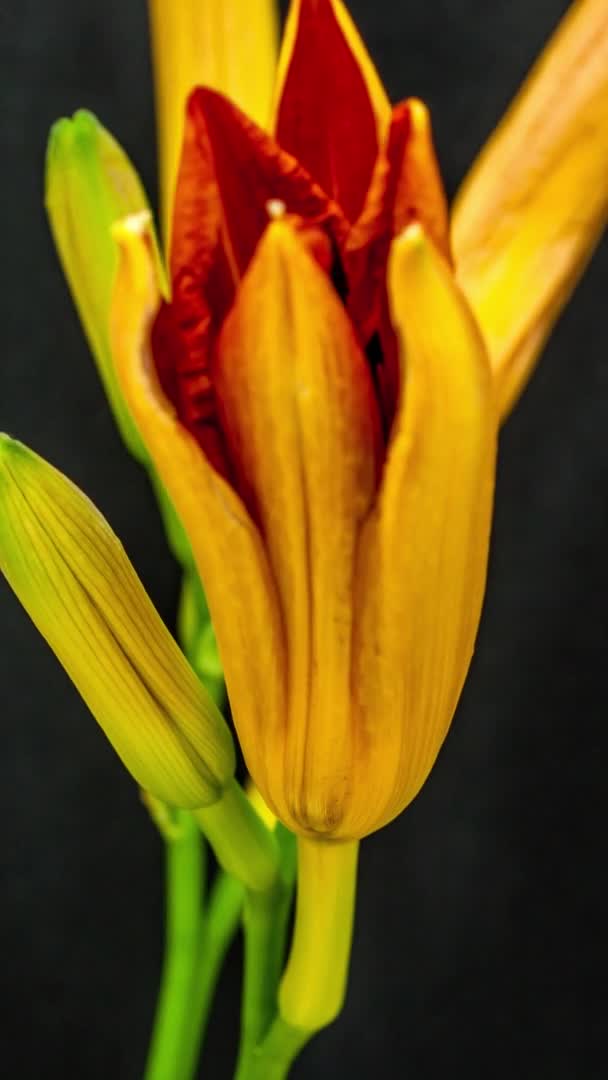 Макро Тимчасові Кадри Помаранчевих Квітів Лілії Чорному Тлі — стокове відео