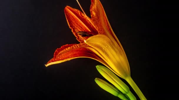 Macro Séquence Time Lapse Fleurs Lis Orange Sur Fond Noir — Video
