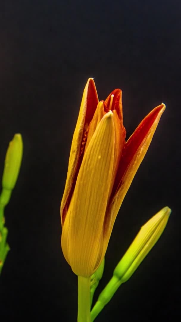 Makro Time Lapse Materiał Filmowy Pomarańczowych Kwiatów Lilii Czarnym Tle — Wideo stockowe