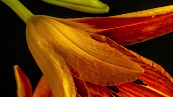 Macro Séquence Time Lapse Fleur Lys — Video