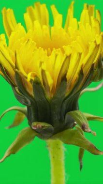 Hafif arkaplanda karahindiba çiçeğinin makro hızlandırılmış görüntüleri