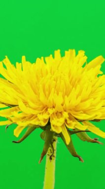 Hafif arkaplanda karahindiba çiçeğinin makro hızlandırılmış görüntüleri